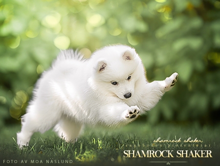Shamrock Shaker