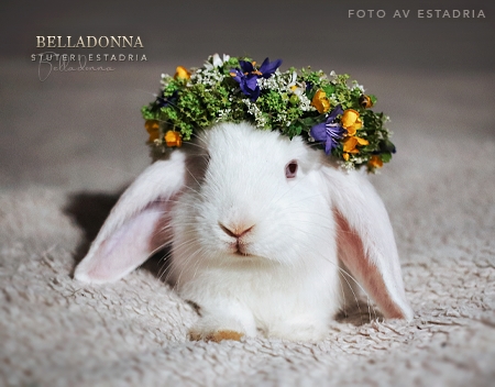 Belladonna