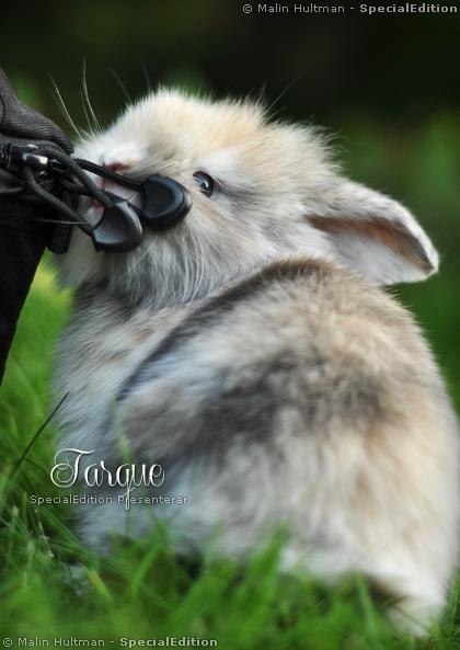 Tarque