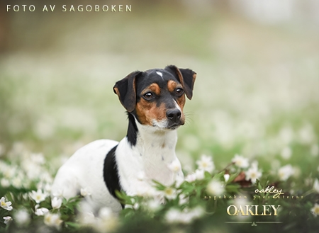 Oakley