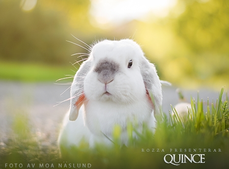 Quince