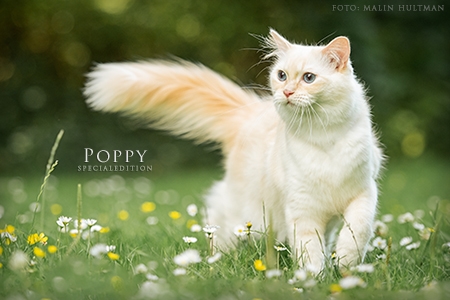 Poppy