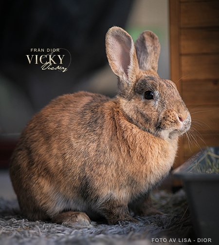Vicky