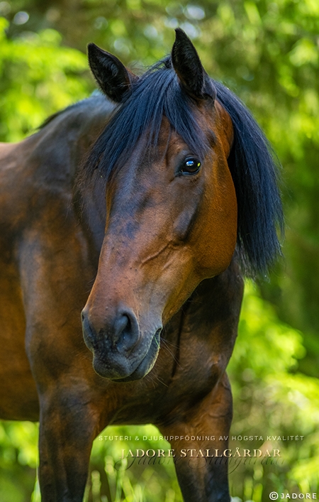 Jadore