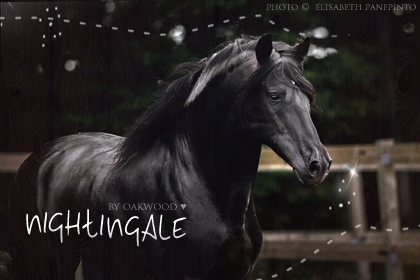 Nightingale