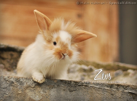 Zevs