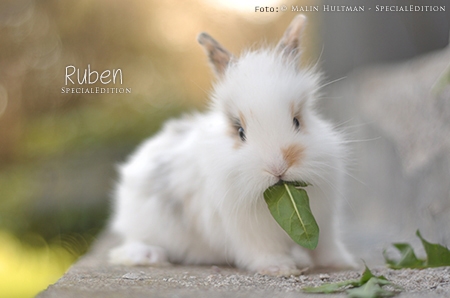 Ruben