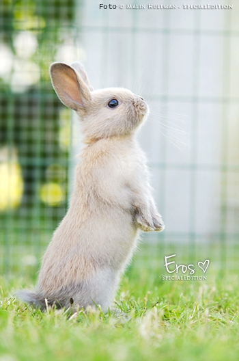 Eros