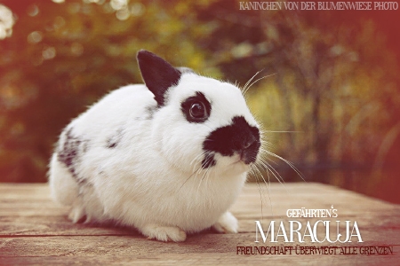 Maracuja