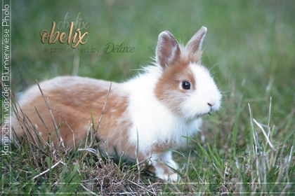 Obelix