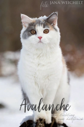 Avalanche
