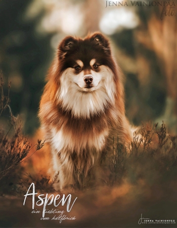 Aspen