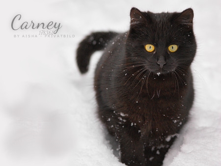 Carney