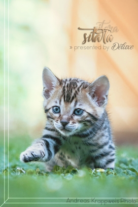 Sitara