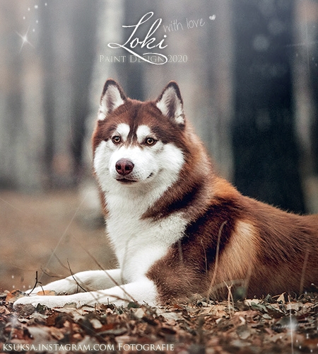 Loki