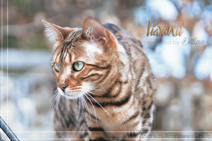 Liwanu