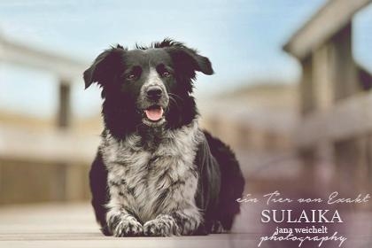Sulaika