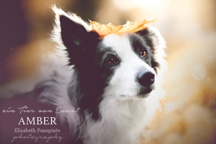 Amber