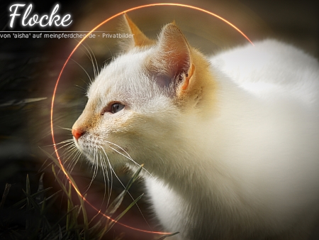 Flocke