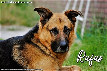 Rufus