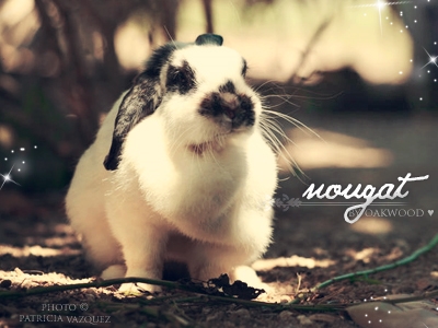 Nougat