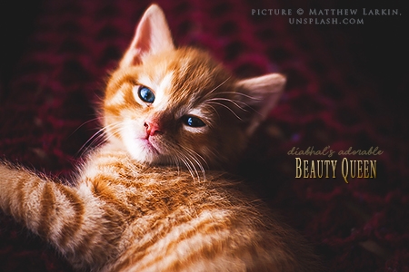 Beauty Queen