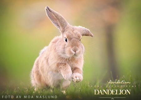 Dandelion