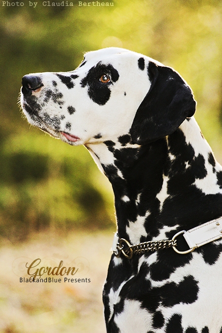 Gordon