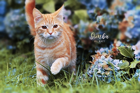 Simba