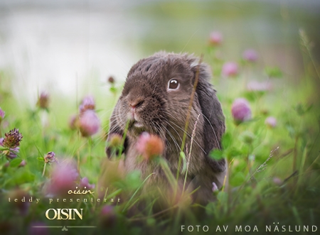 Oisin