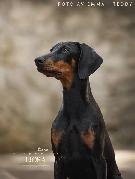 Liora