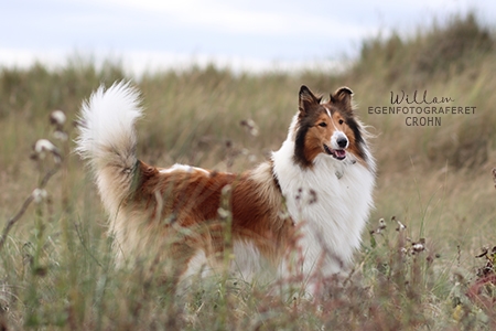 Willow
