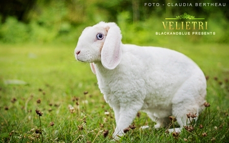 Velietri