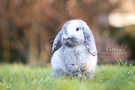 Cotton