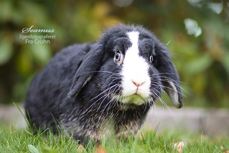 Seamus