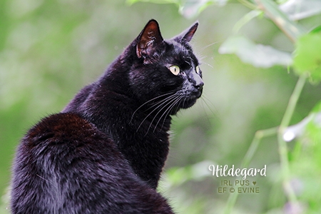 Hildegard