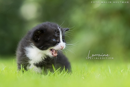Lorraine