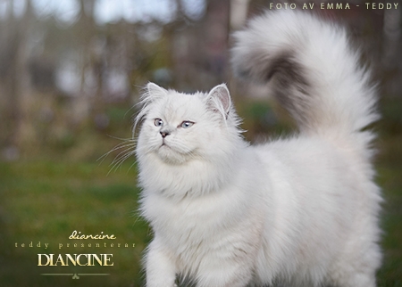 Diancine
