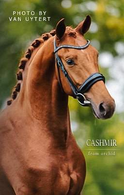 Cashmir