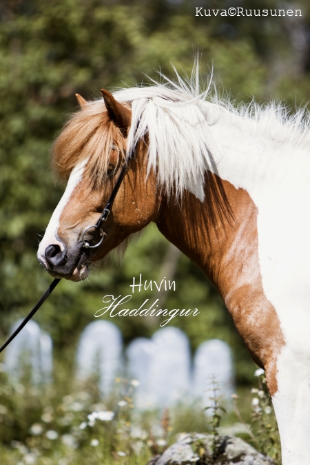 Haddingur