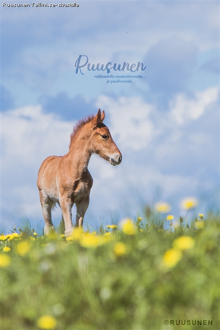 Ruusunen