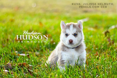 Hudson
