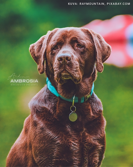 Ambrosia