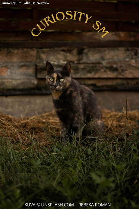 Curiosity SM
