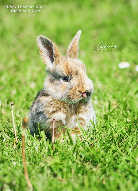 Clover