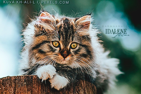 Idalene