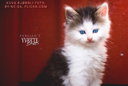Yvette