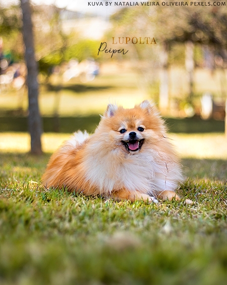 Peiper of Lupo
