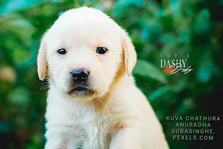 Dashy
