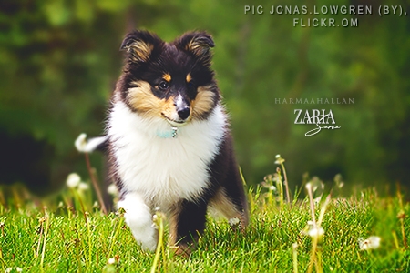 Zaria